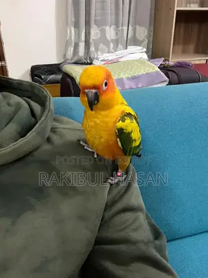 সান কনুর