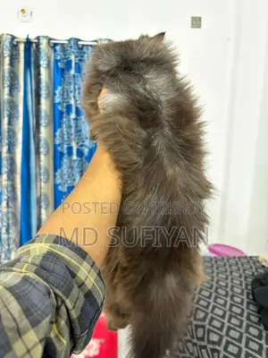 ট্র্যাডিশনাল পার্সিয়ান সেমি পাঞ্চ স্মোকি ব্ল্যাক