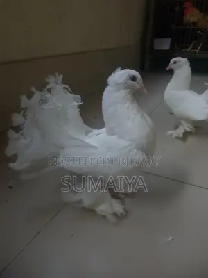 একটি লক্ষা নর ও বাচ্চা সেল করা হবে।