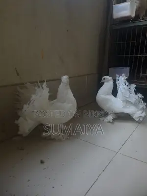 একটি লক্ষা নর ও বাচ্চা সেল করা হবে।