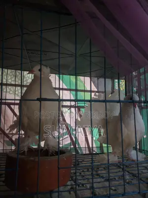 একটি লক্ষা নর ও বাচ্চা সেল করা হবে।