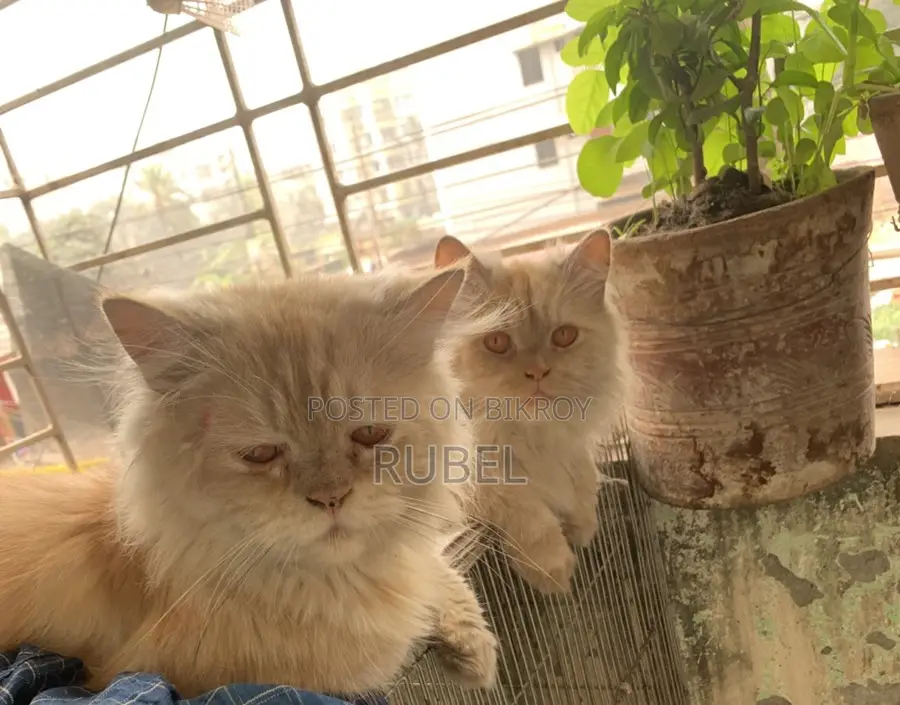 A Pair of Adult Persian Cats