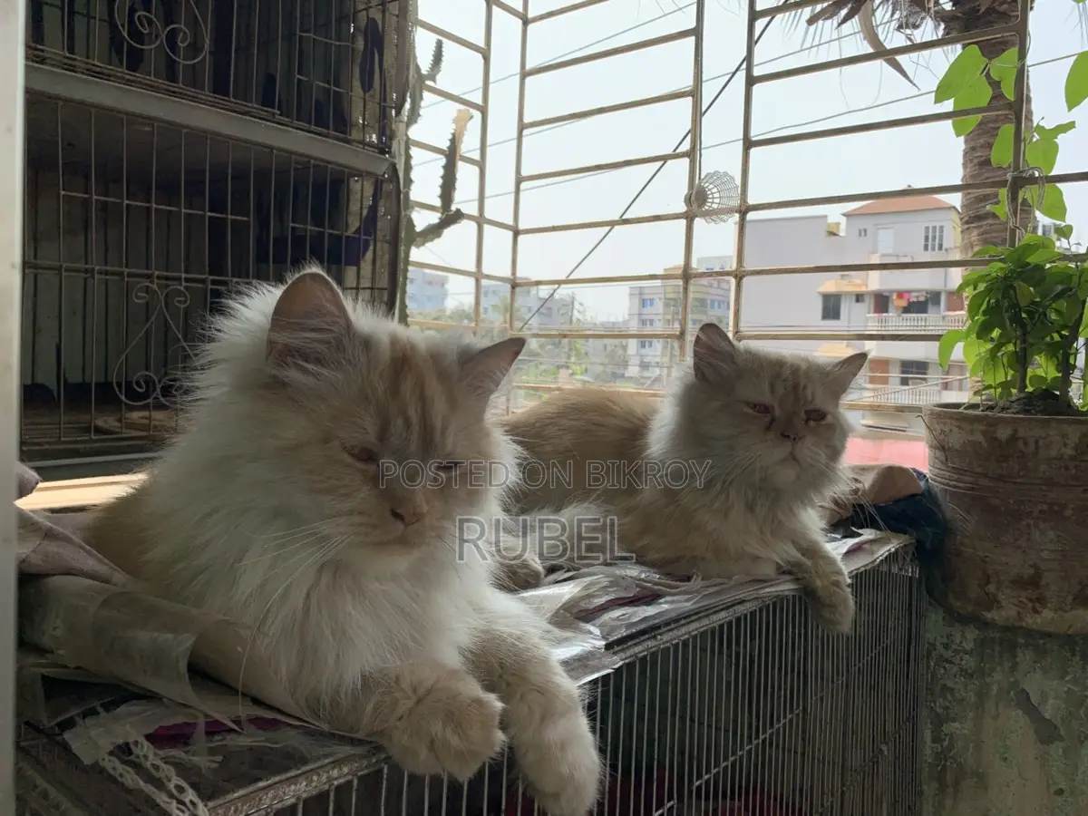 A Pair of Adult Persian Cats