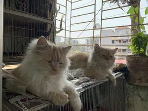 A Pair of Adult Persian Cats