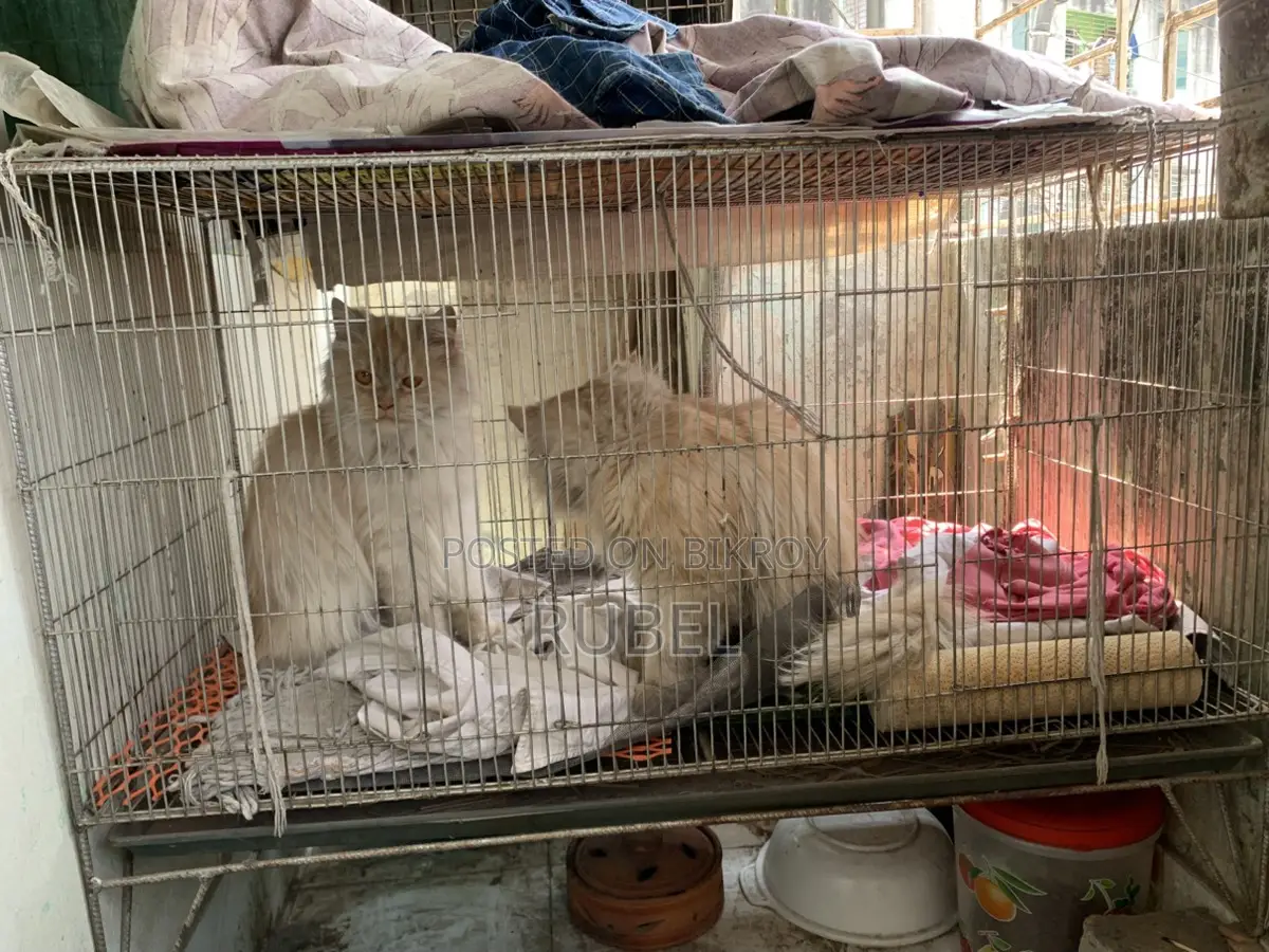 A Pair of Adult Persian Cats