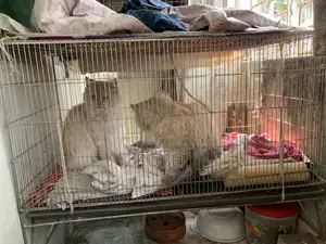 A Pair of Adult Persian Cats