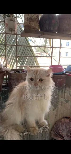 A Pair of Adult Persian Cats