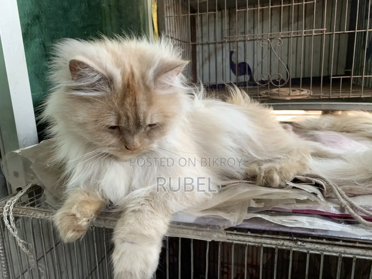 A Pair of Adult Persian Cats