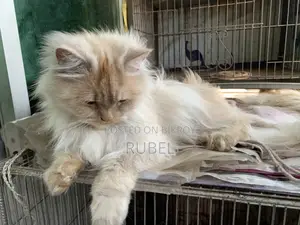 A Pair of Adult Persian Cats