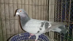 Pigeon for Sale