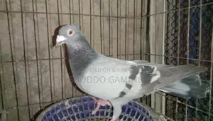 Pigeon for Sale