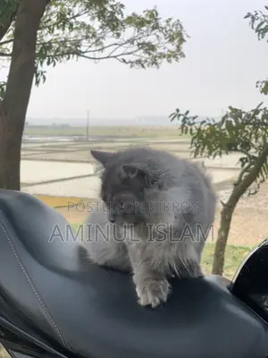 পারশিয়ান বিড়াল