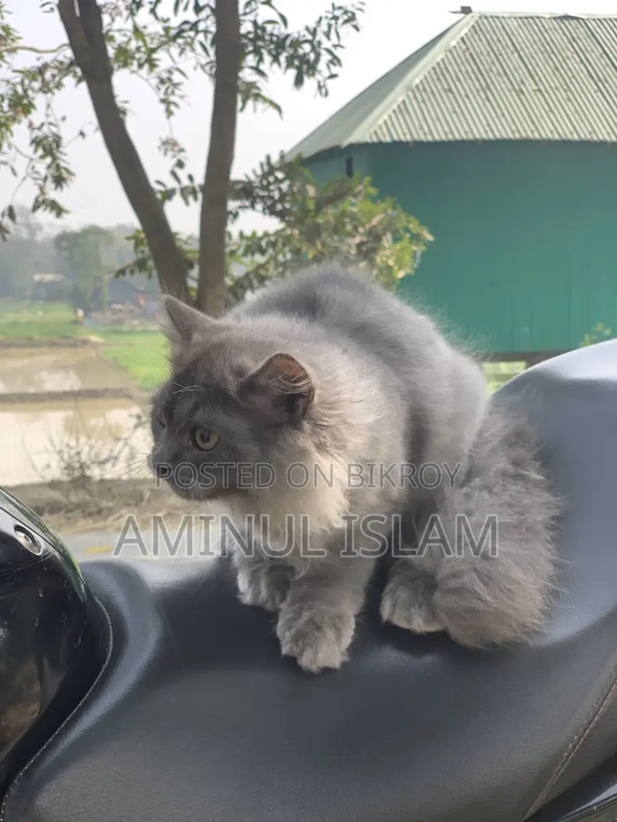 Persian Cat