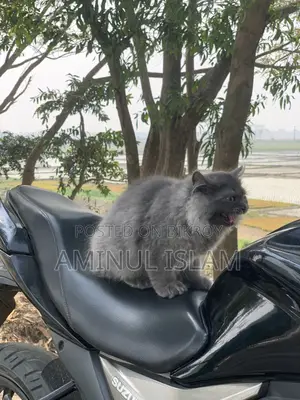Persian Cat