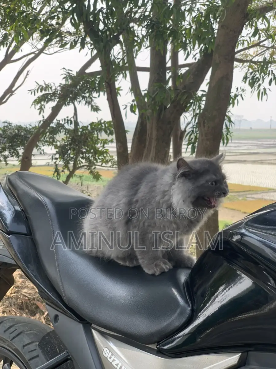 Persian Cat
