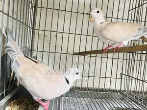 ২ জোড়া রিংনেক ঘুঘু