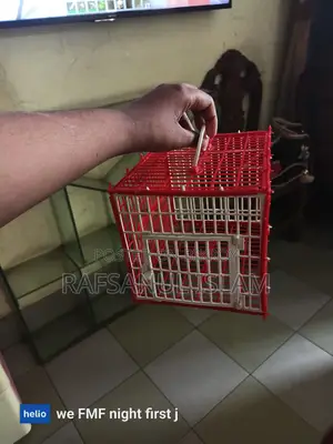 Cage and Hand Feeding Formula for Sale