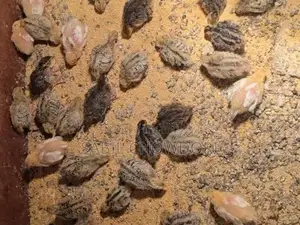 Kortonix Chicks and Fertile Eggs