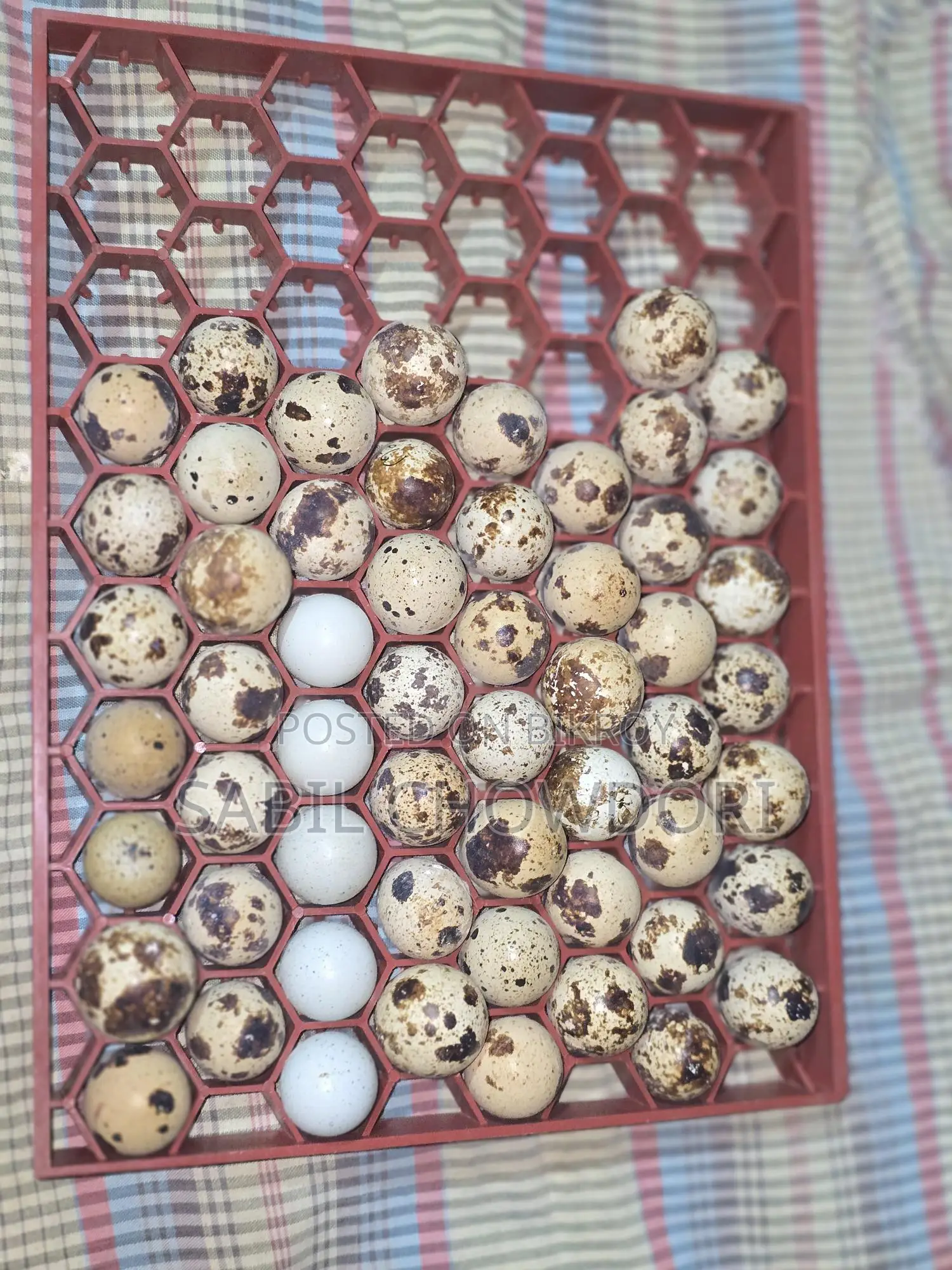 Kortonix Chicks and Fertile Eggs
