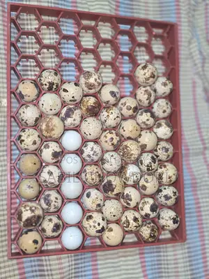 Kortonix Chicks and Fertile Eggs