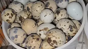 Kortonix Chicks and Fertile Eggs