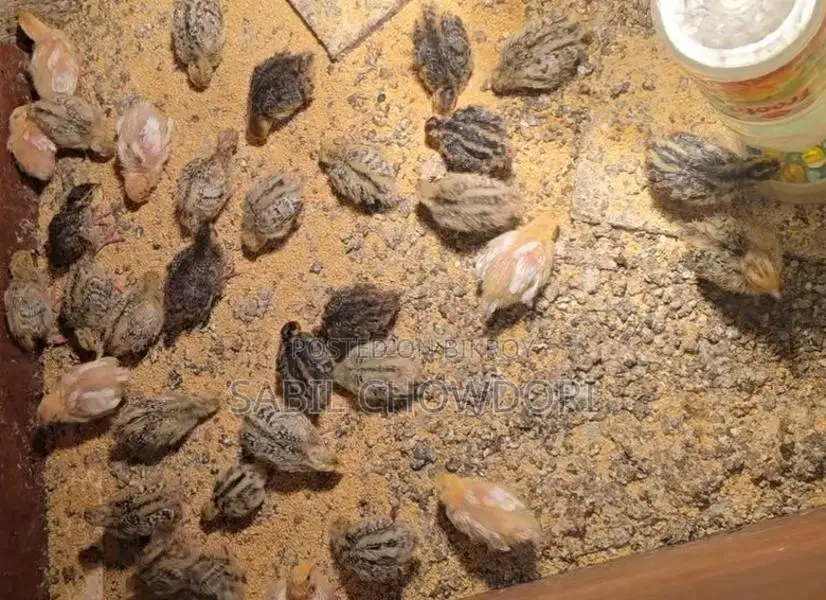 Kortonix Chicks and Fertile Eggs