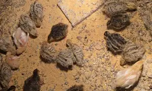 Kortonix Chicks and Fertile Eggs
