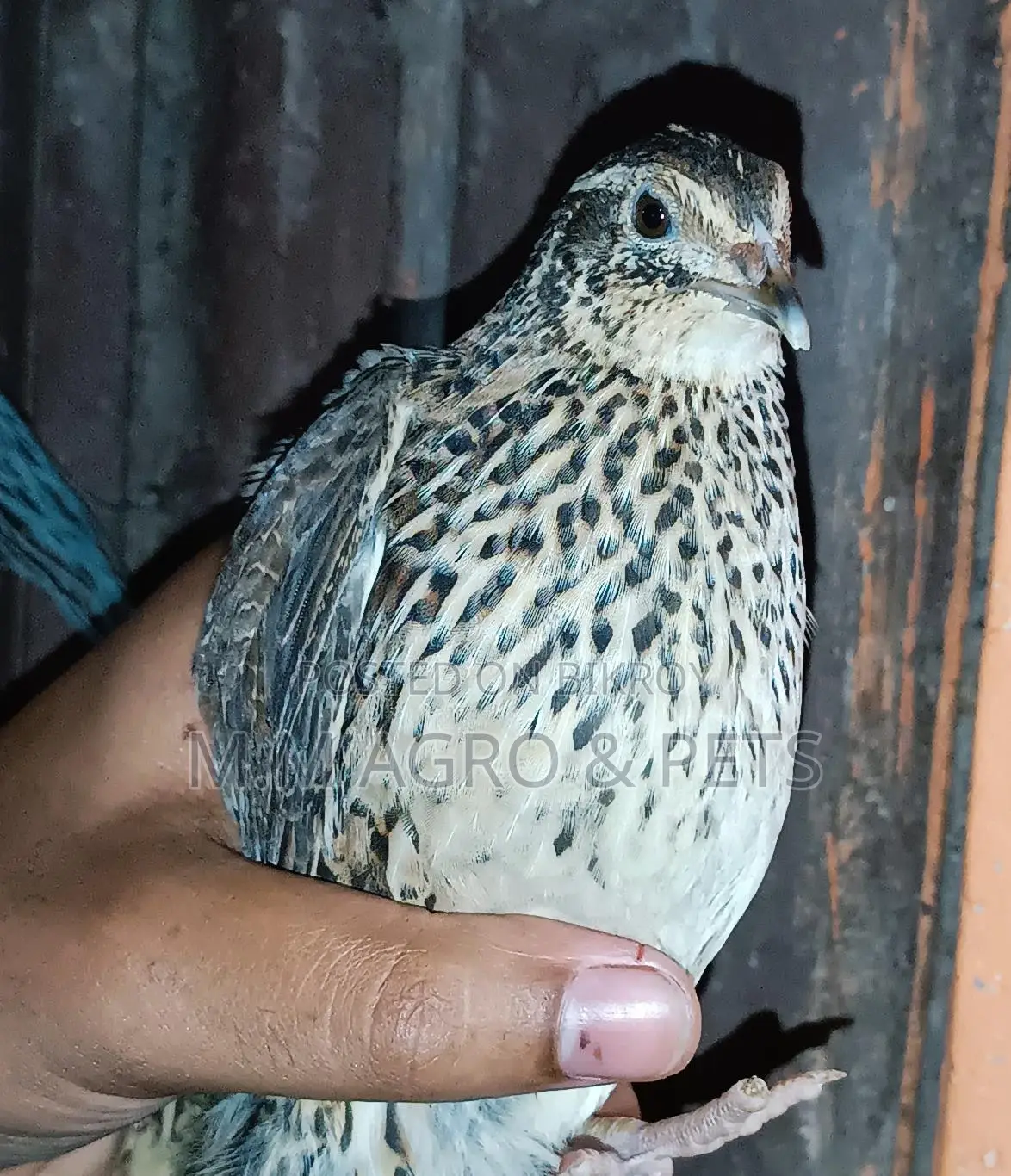 Egg-Laying Quail Birds