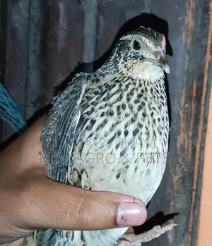 Egg-Laying Quail Birds
