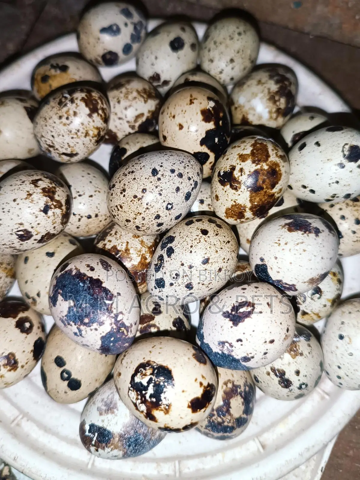 Egg-Laying Quail Birds