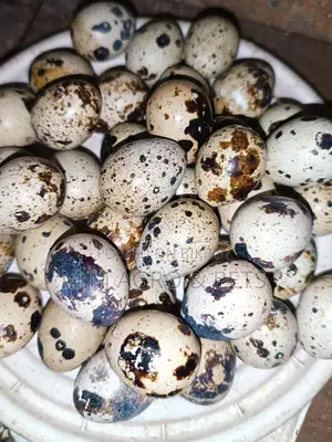 Egg-Laying Quail Birds