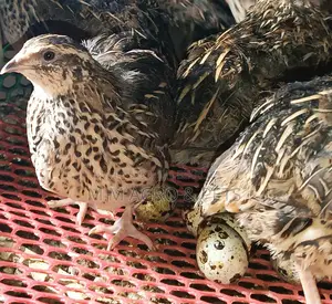 Egg-Laying Quail Birds