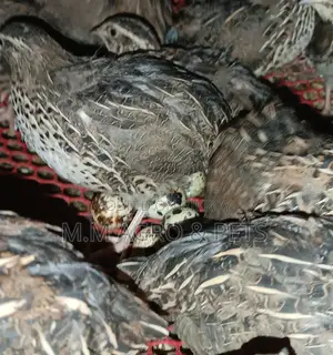 Egg-Laying Quail Birds