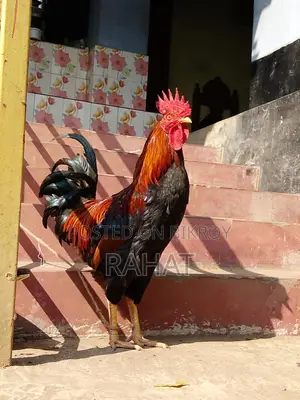 Deshi Fighter