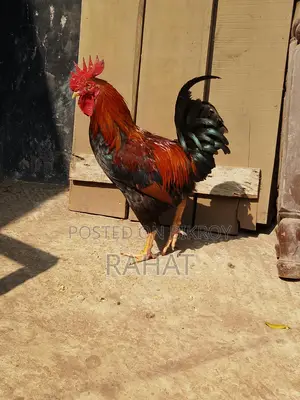 Deshi Fighter