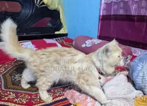 পার্সিয়ান বিড়াল