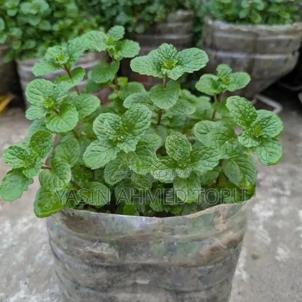 Mint Leaves for Sale