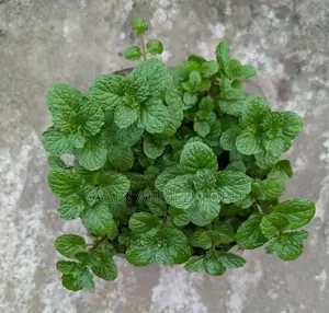 Mint Leaves for Sale