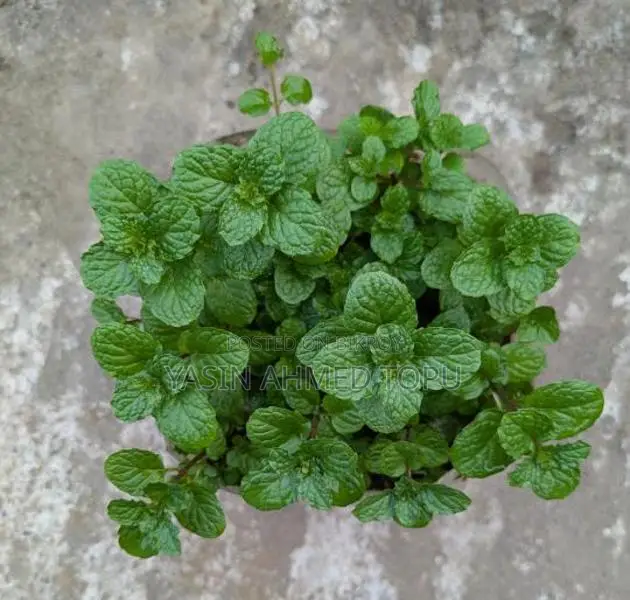Mint Leaves for Sale