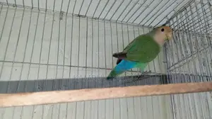 Love bird