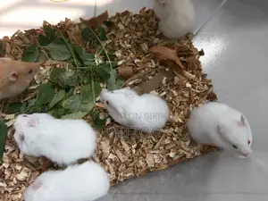 A Little Friend for You: Cute Hamster Available