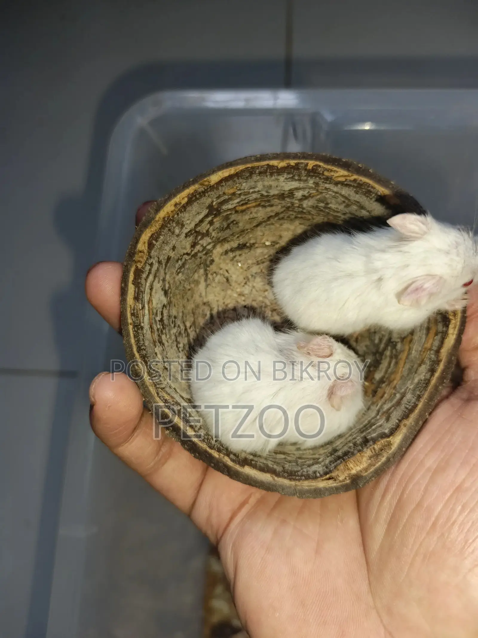 A Little Friend for You: Cute Hamster Available