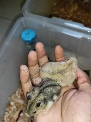 A Little Friend for You: Cute Hamster Available
