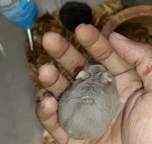 A Little Friend for You: Cute Hamster Available
