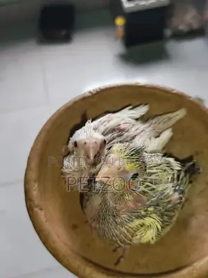 A Little Friend for You: Cute Hamster Available