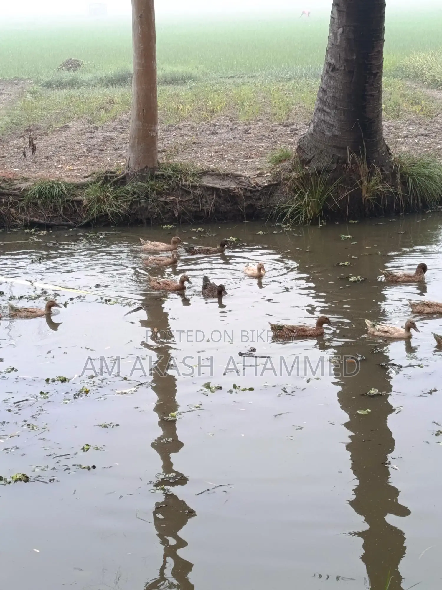 Laying Ducks for Sale