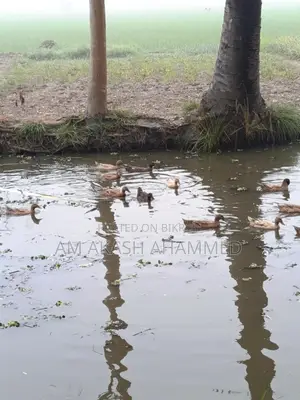 ডিম পাড়া হাঁস বিক্র‍য় হবে