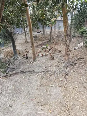 Laying Ducks for Sale