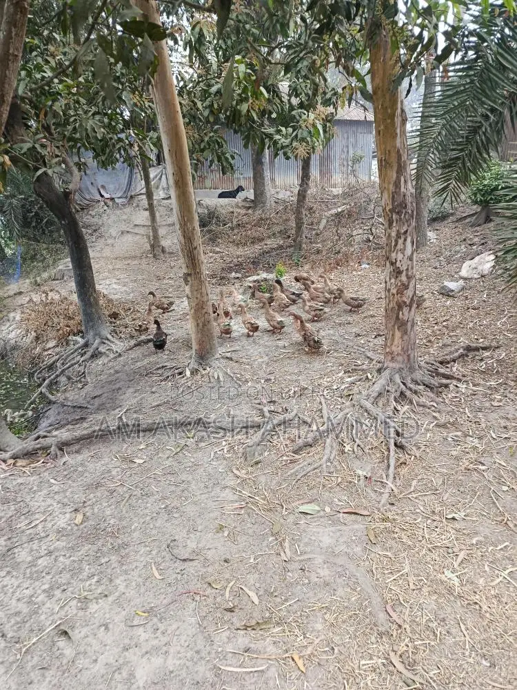Laying Ducks for Sale