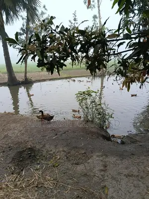 Laying Ducks for Sale